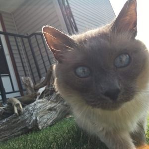 Meet your Posher, Shelby